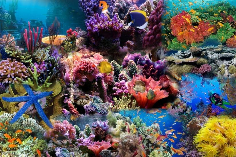 HD Aquarium Background Wallpaper