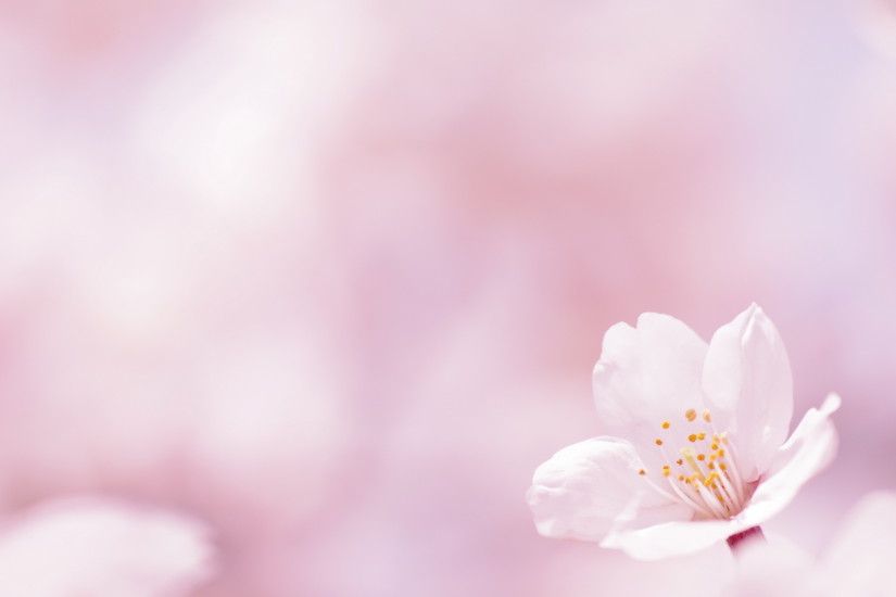 Beautiful Pink Spring Flowers Wallpaper Desktop Background Free 2560x1600px