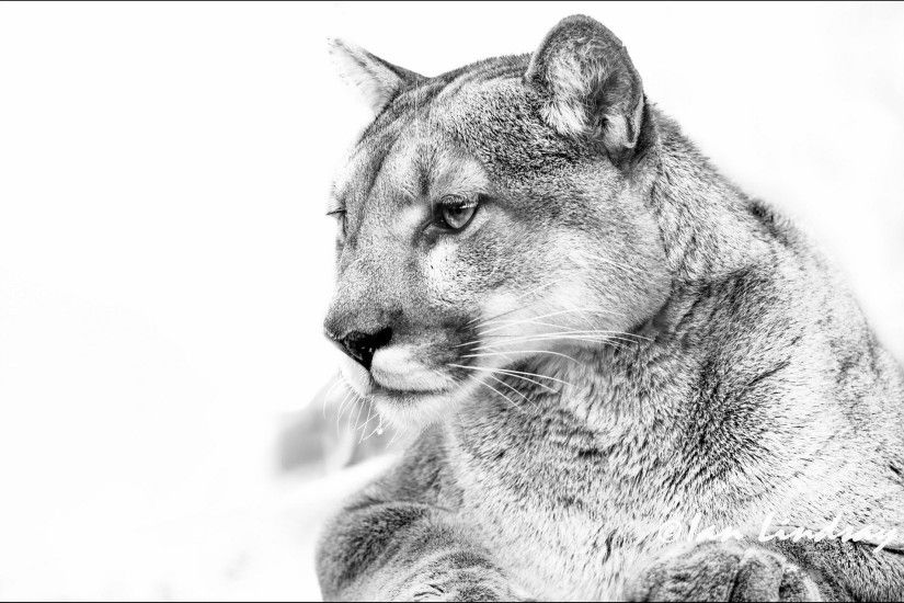 puma cougar mountain lion black and white photo b / w white background