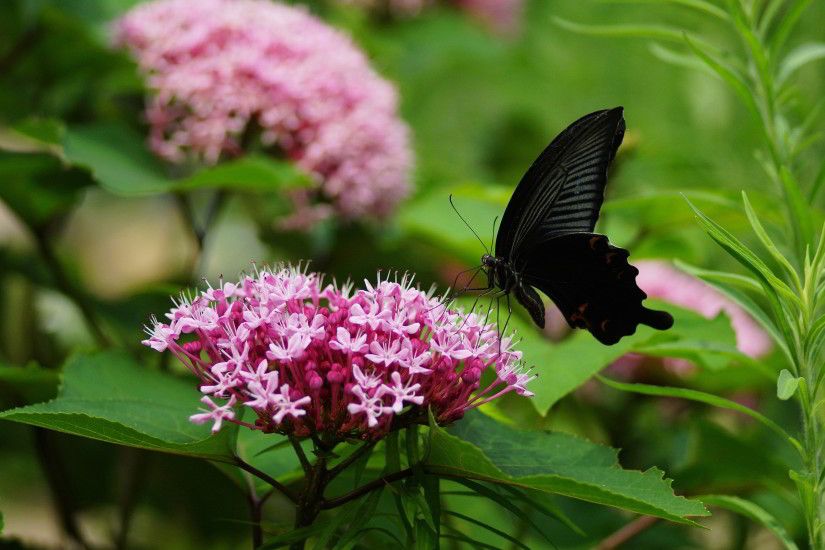 black butterfly hd. Â«Â«