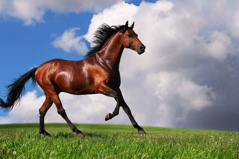 arabian horse hd. Â«Â«