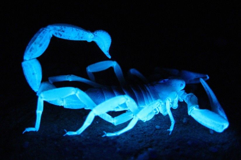 Animal - Scorpion Animal Blue Arachnid Wallpaper