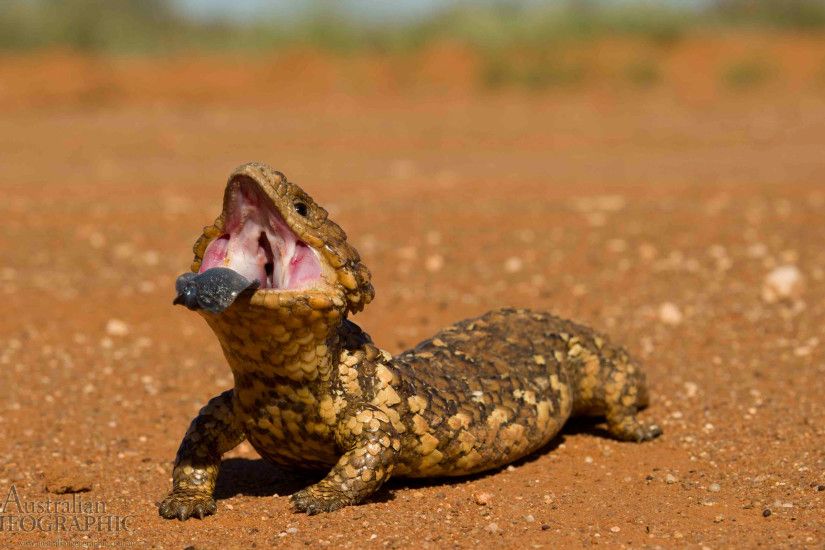 Wallpapers. Images of Australia: shingleback lizard, New South Wales