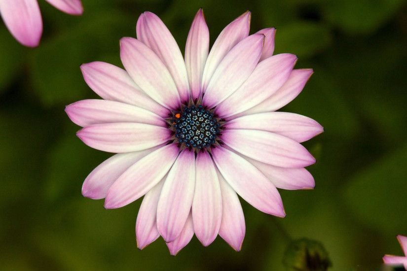 Art-Images-Daisy-Wallpapers-HD