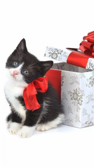 Christmas Kitten Present iPhone 6 wallpaper