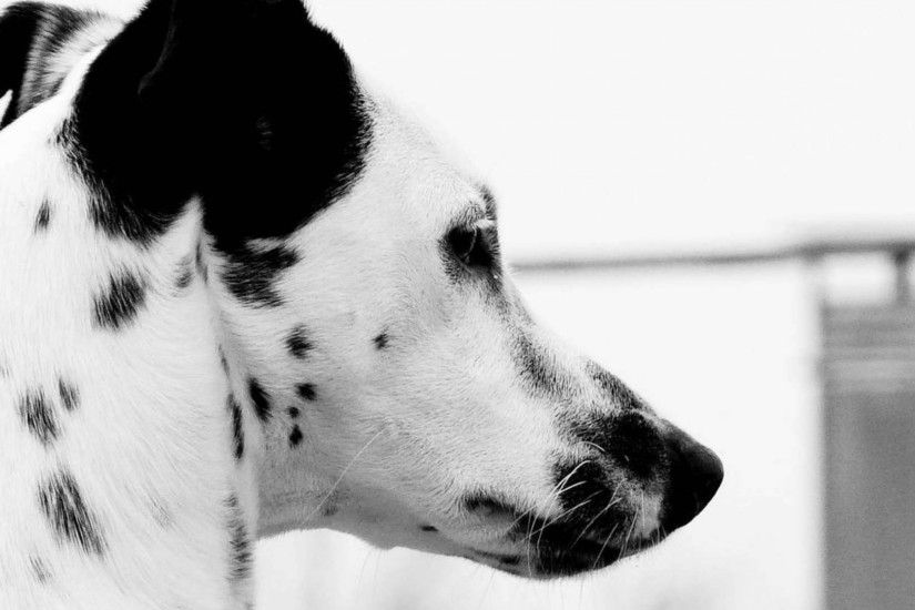 2048x2048 Wallpaper dalmatian, head, spot, dog