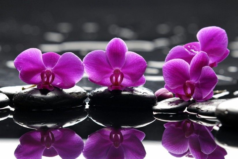 Orchid Flower Purple Wallpaper HD Wallpaper