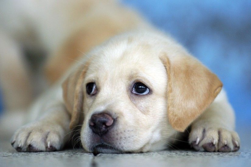 Cute Labrador Puppies HD desktop wallpaper High Definition | Wallpapers 4k  | Pinterest | Wallpaper