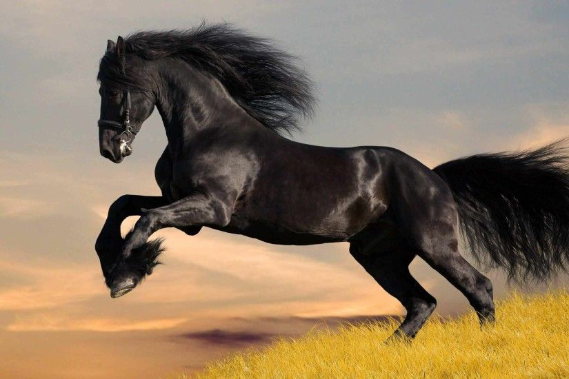 black horse wallpaper hd