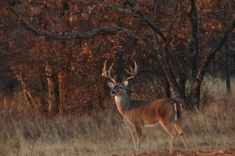 Deer Hunting Forums Thread Cool Pics Age And Desktop Wallpaper .