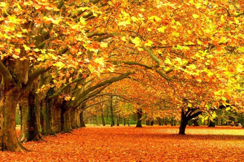 Autumn Fall Background #6976707