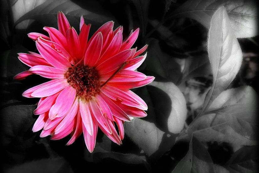... Black And White Photography With Color Splash Of Flowers 1600x900 HD  Wallpapers 1920x1080 ...