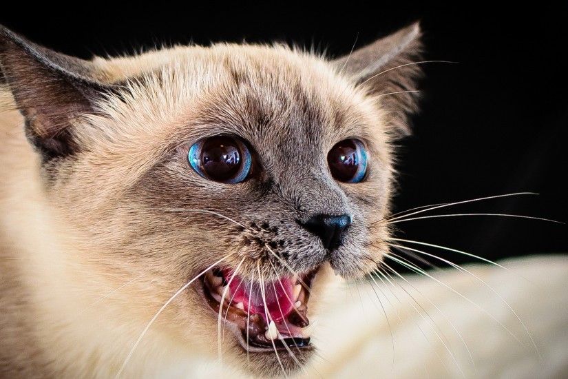 3840x2160 Wallpaper siamese cat, eyes, blue-eyed, spotted
