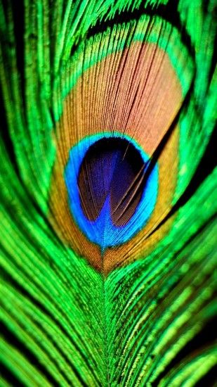 Peacock Feather Green Blue iPhone 6 Plus HD Wallpaper
