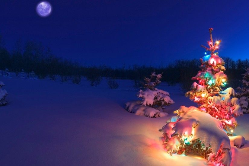 50 Beautiful Christmas tree Wallpapers
