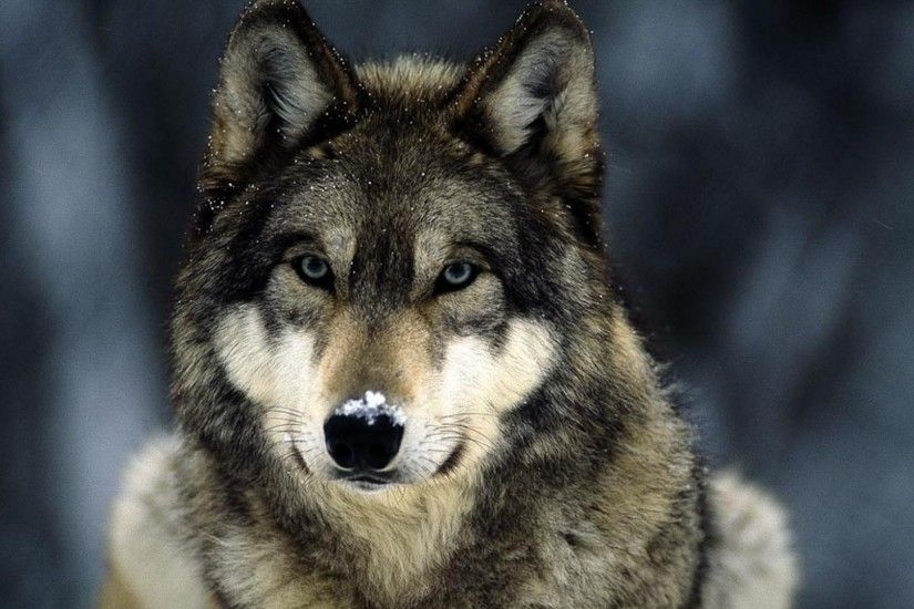10. wolf wallpapers10