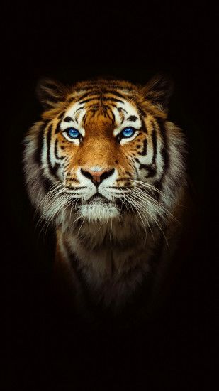 Tiger-wallpaper-10634716