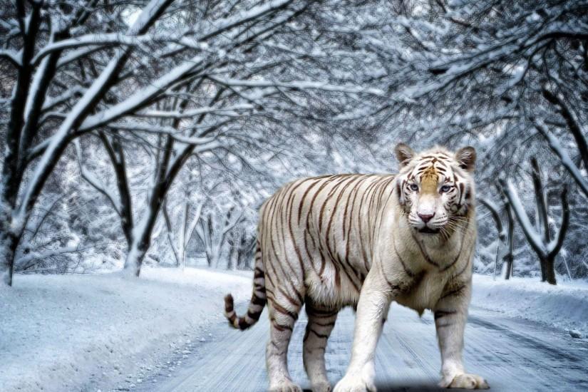 White Tiger High Definition Wallpapers