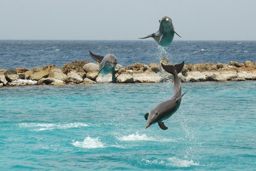 dolphin wallpaper desktop