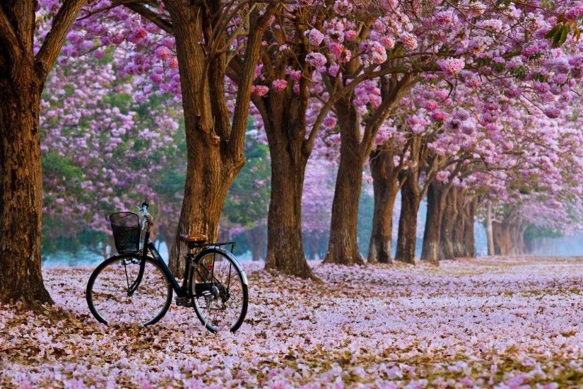 Cute Cherry Blossom Wallpaper Desktop - wallpaper.
