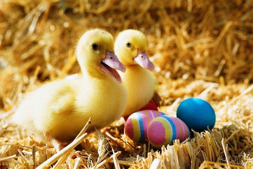 Baby Duck Wallpaper Â· Baby Duck And Colorful Easter Eggs HD Wallpaper #04101