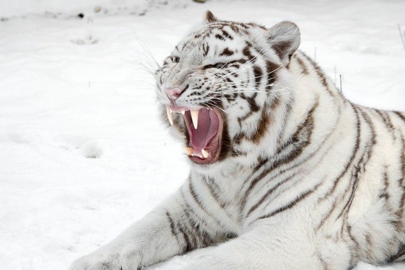 Preview wallpaper white tiger, snow, predator, mouth, cat, tiger 3840x2160