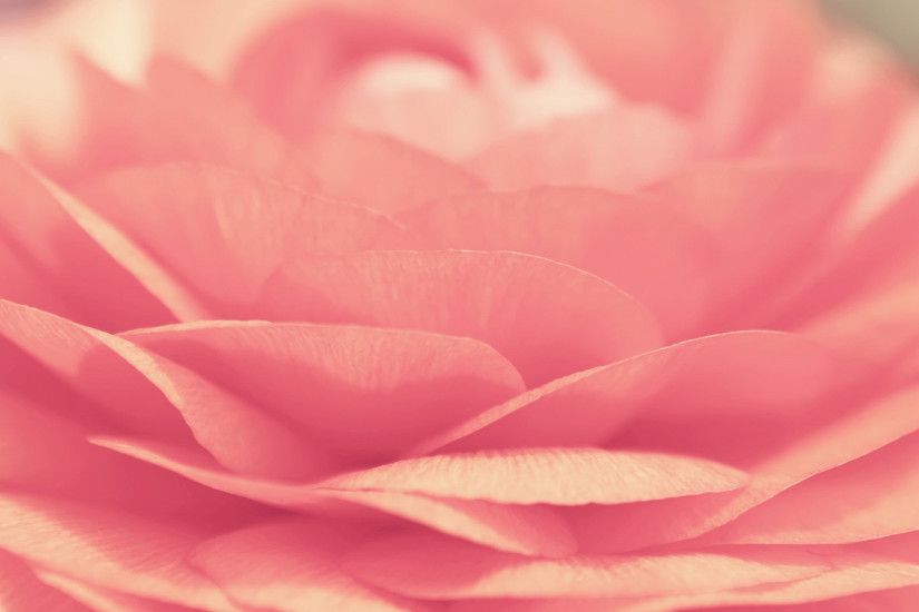 Pink Rose wallpapers and stock photos