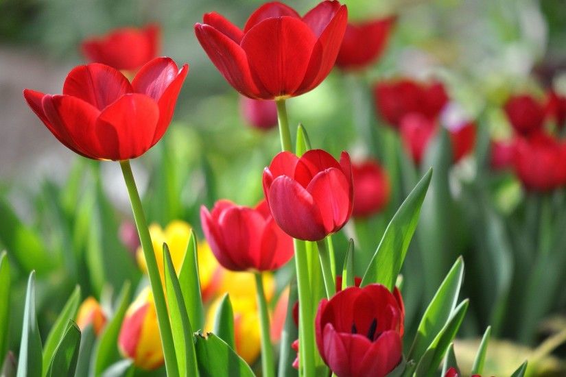 ... Red tulips HD Wallpaper 2560x1600