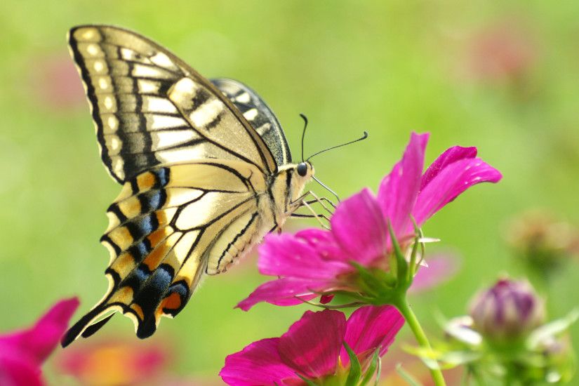 Beautiful Butterfly On The Flower Macro Wallpaper Full HD Wallpaper