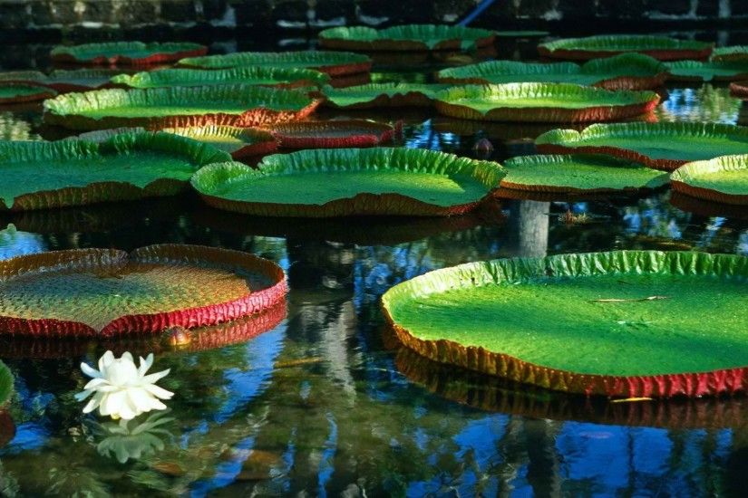 -Water-Flowers-Giant-Lily-Pads-Water-Lilies-Victoria