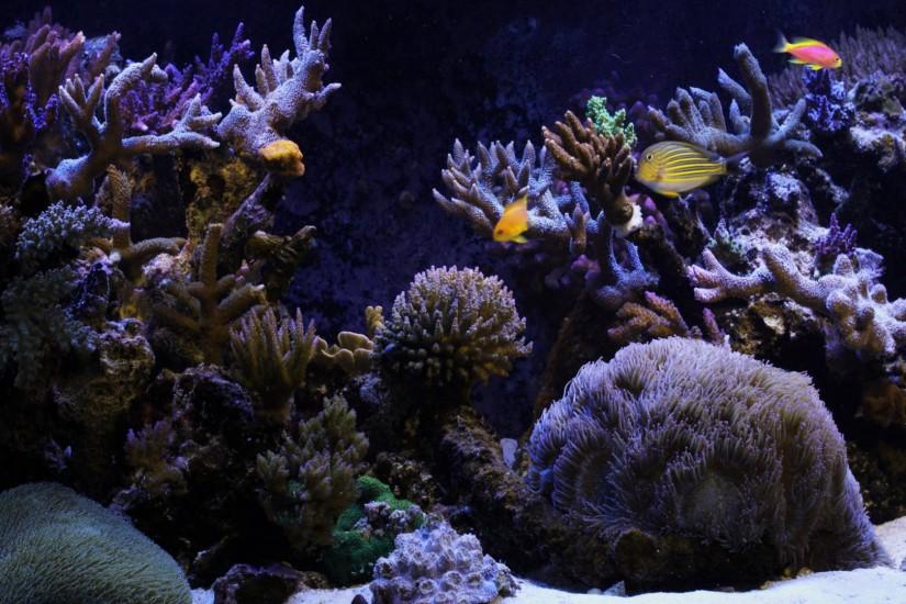 Image of Aquarium background Wallpaper