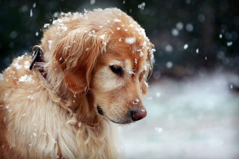 ... Dog Wallpapers HD | HD Wallpapers, Backgrounds, Images, Art Photos.