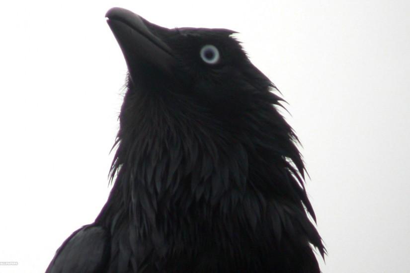 little raven close up