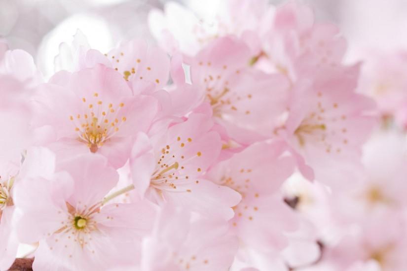 Sakura blossoms - Wallpaper (#883751) / Wallbase.cc