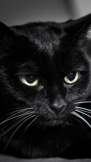Preview wallpaper black cat, muzzle, eyes 1440x2560