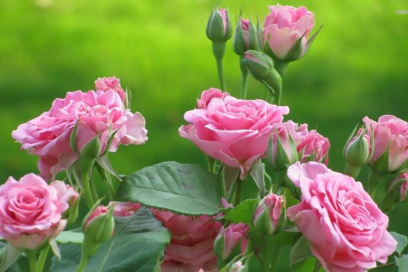 ... Pink Rose Garden Wallpaper