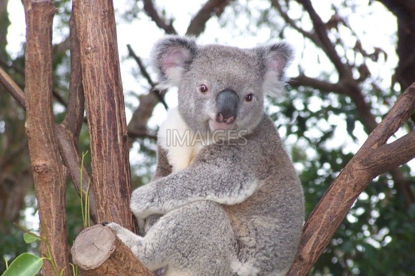 Koala, Australian Wildlife, Marsupial