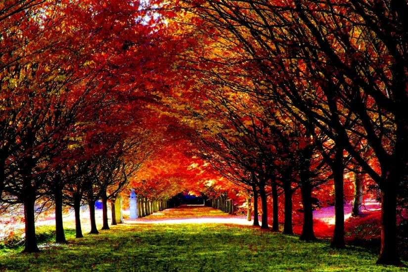 Earth Fall Season Nature Leaf Tunnel Path HDR Wallpaper