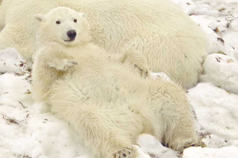 Animal - Polar Bear Wallpaper