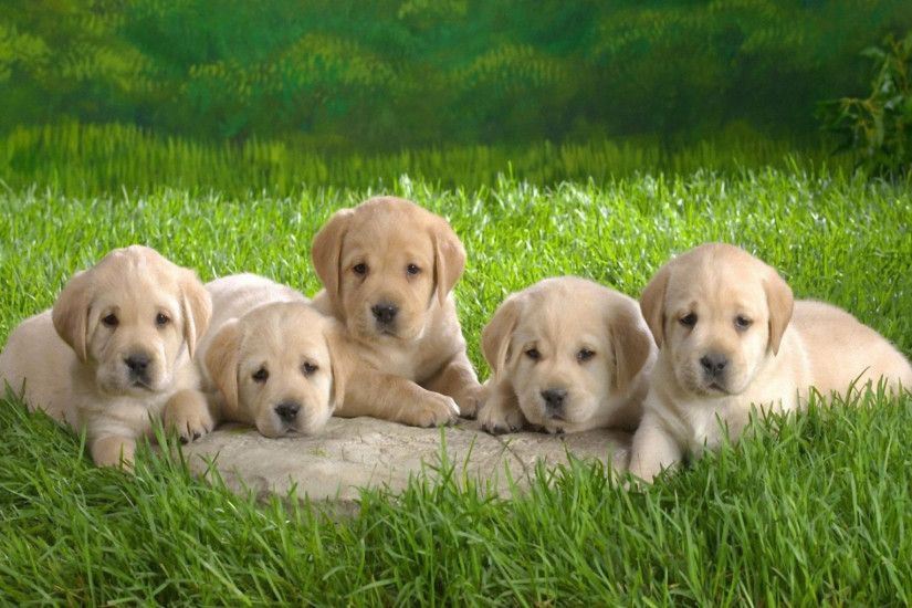 Pretty Cute Puppies Hd Wallpapers For Pc | Wallpaper.simplepict And Also  Pleasing Puppy Wallpaper Hd 1920x1080
