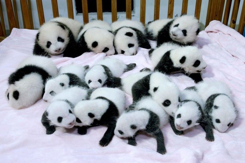 Baby Panda Wallpapers For Laptops