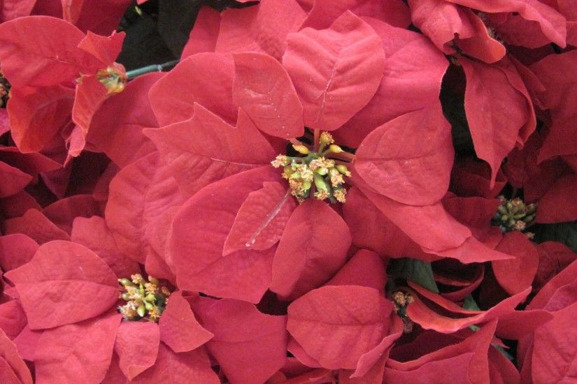 Poinsettias Tag - Great Yellow Flowers Photography Poinsettias Christmas  Gift Red Wallpaper Flower Hd 3d for