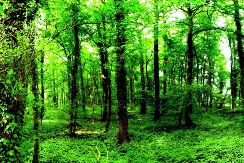Wallpapers For > Green Forest Backgrounds For Powerpoint