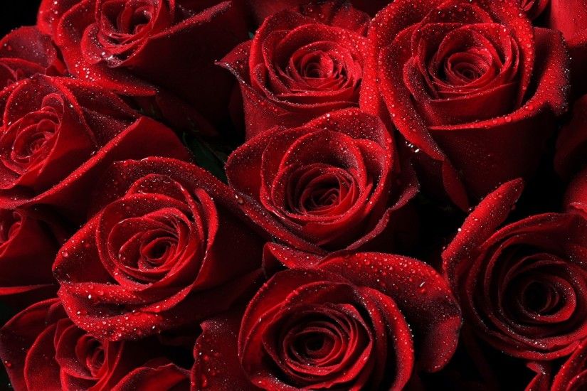 1920x1080 Red Rose Wallpapers Red Flowers HD Pictures One HD Wallpaper  1280Ã—800 Red Rose Picture