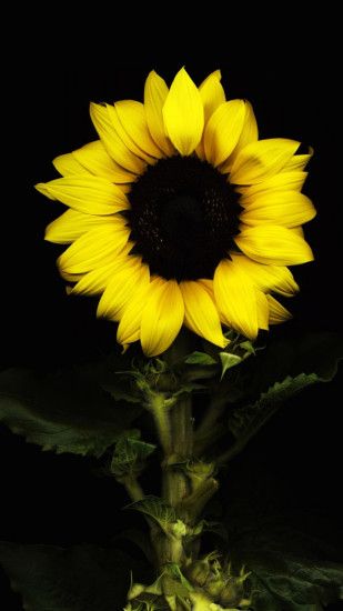 Preview wallpaper sunflower, black background, with flower 1080x1920