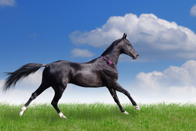 2560x1600 Balck Horse HD Animal Wallpaper