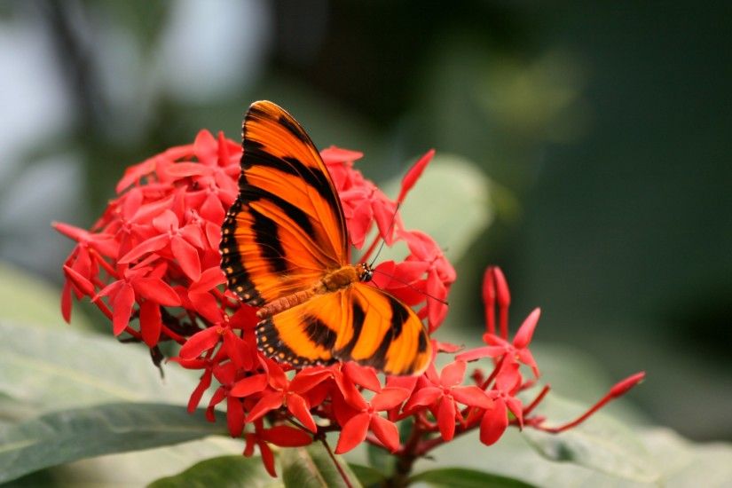 4K HD Wallpaper: Beautiful Butterfly on Hot Red Flowers