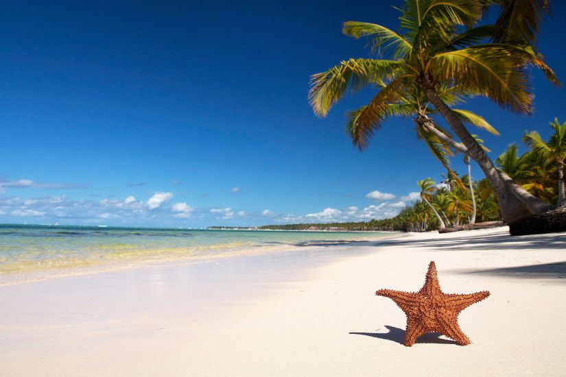 tropical beach starfish. Â«Â«