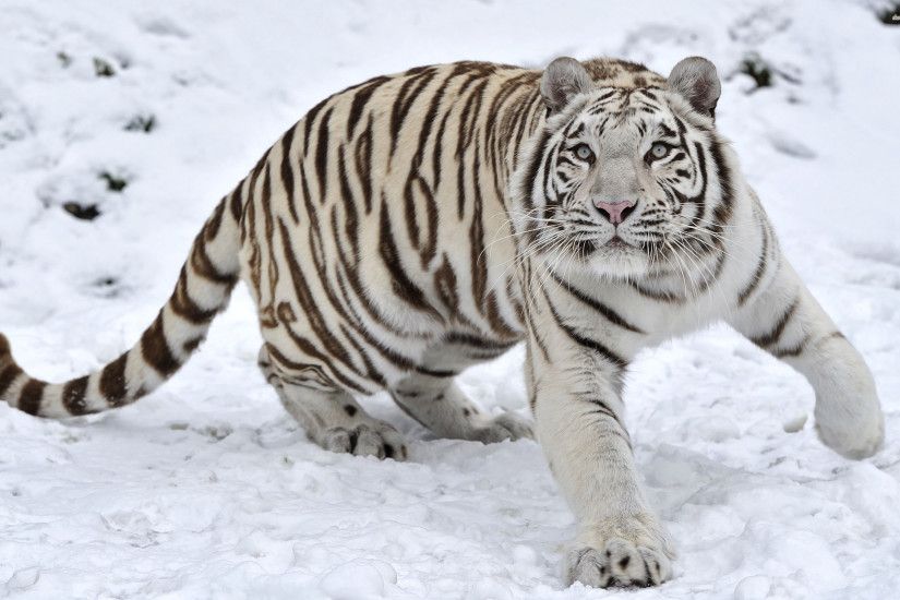... White Tiger HD Background ...