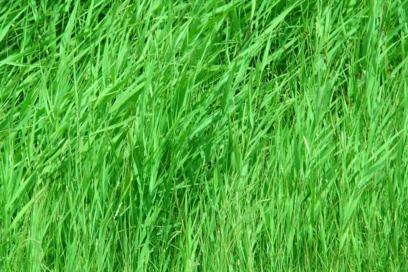 vertical grass background 1920x1080 pictures